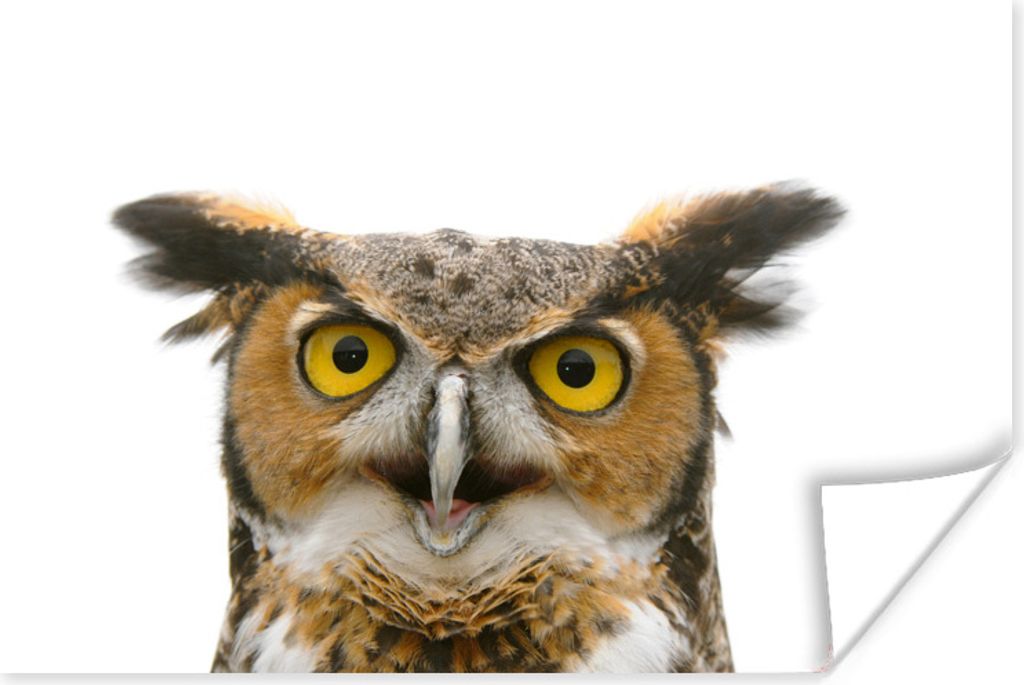 MuchoWow Poster Eule - Vogel - Porträt 120x80 cm - Bilder