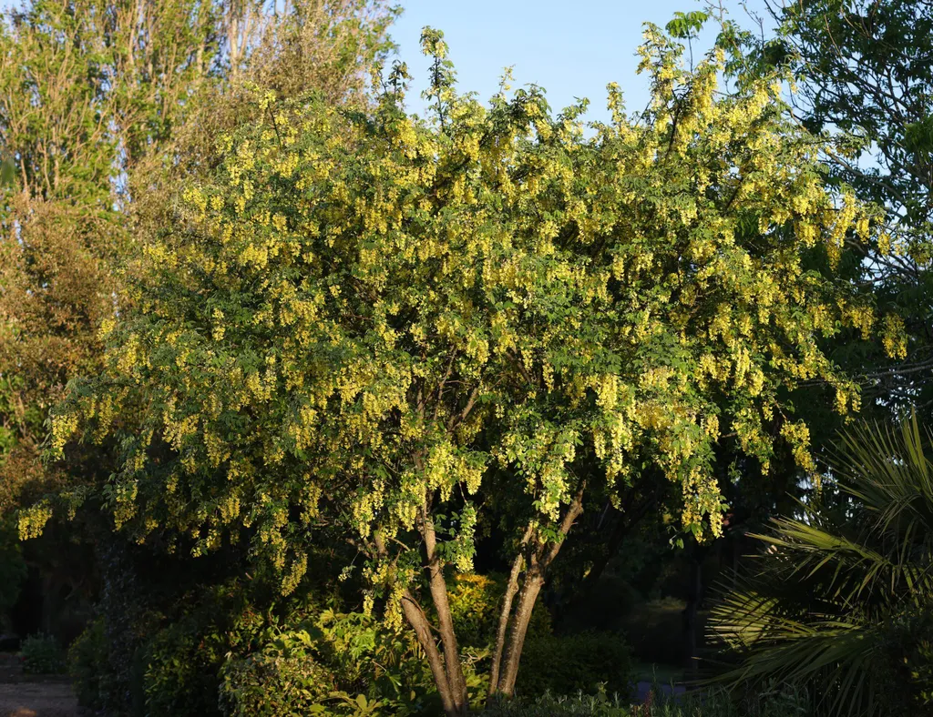 Cytise Vossi Laburnum - Arbuste Fleuri Très Rustique - 80 cm Pot 5L
