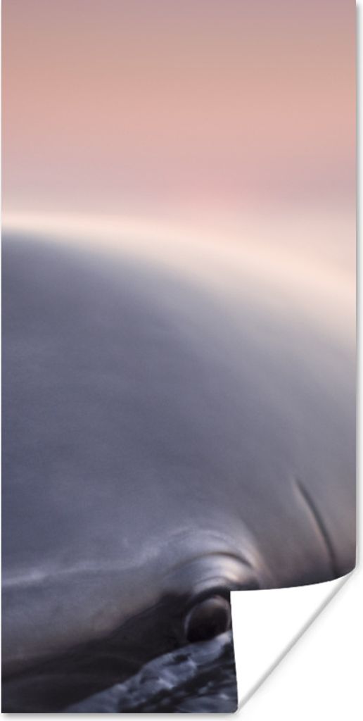 MuchoWow Poster Delfin - Wasser - Nahaufnahme 60x120 cm - Wandschmuck