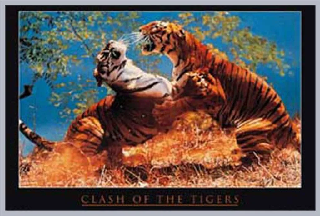 Affiche Félins Clash of the Tigers et Cadre Shinsuke Argenté 61x91,5 cm