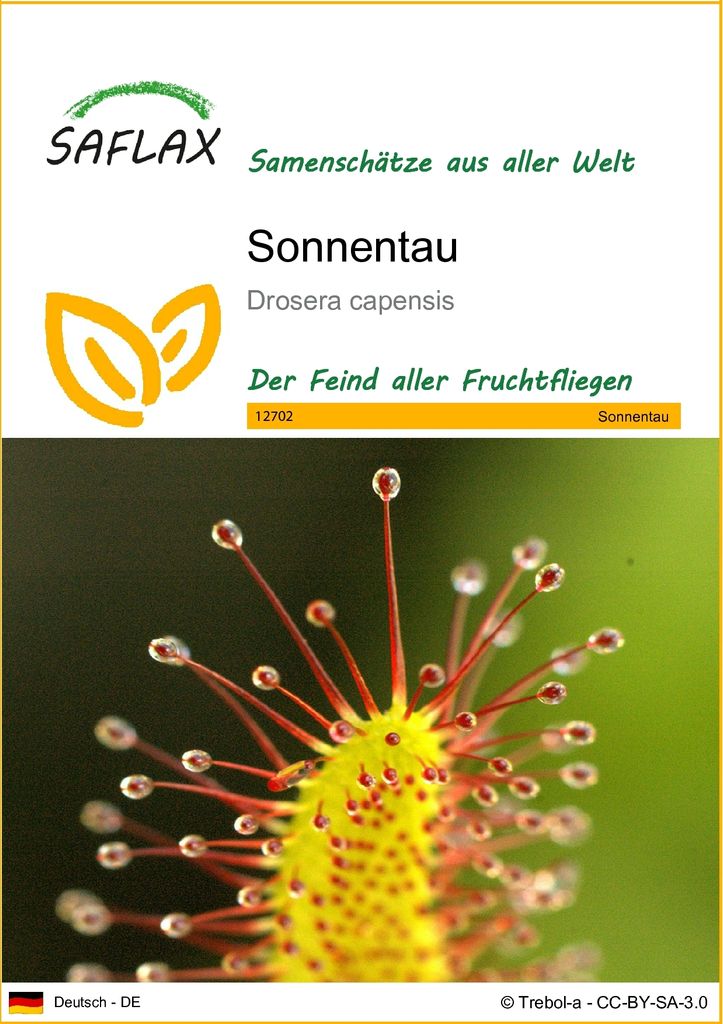 SAFLAX - Sonnentau - 200 Samen - Drosera capensis