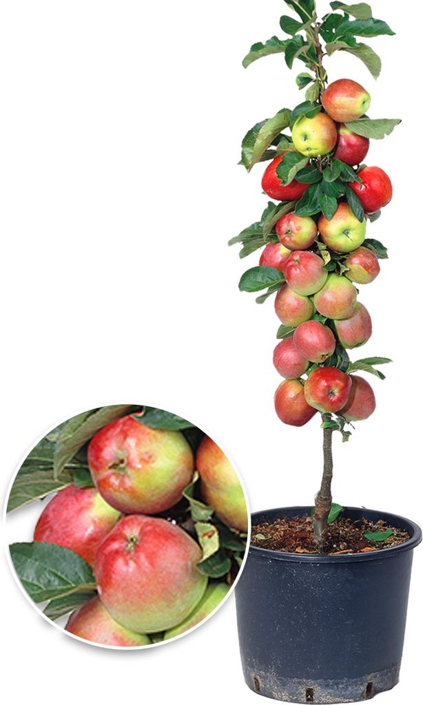 A potted apple tree with many apples, with a close-up inset of several apples.