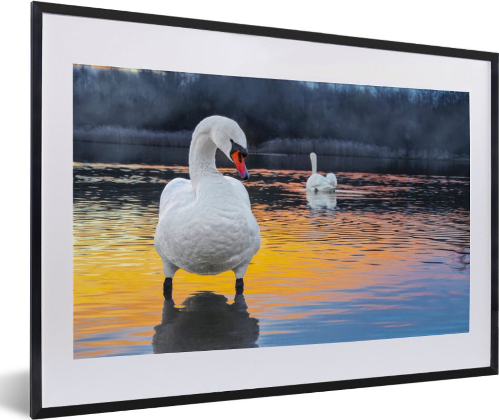 MuchoWow Gerahmtes Poster Schwan - Vogel - Sonnenuntergang - Wasser 60x40 cm - Poster mit Schwarzem Bilderrahmen Wandposter Rahmen Foto Bilder - ...