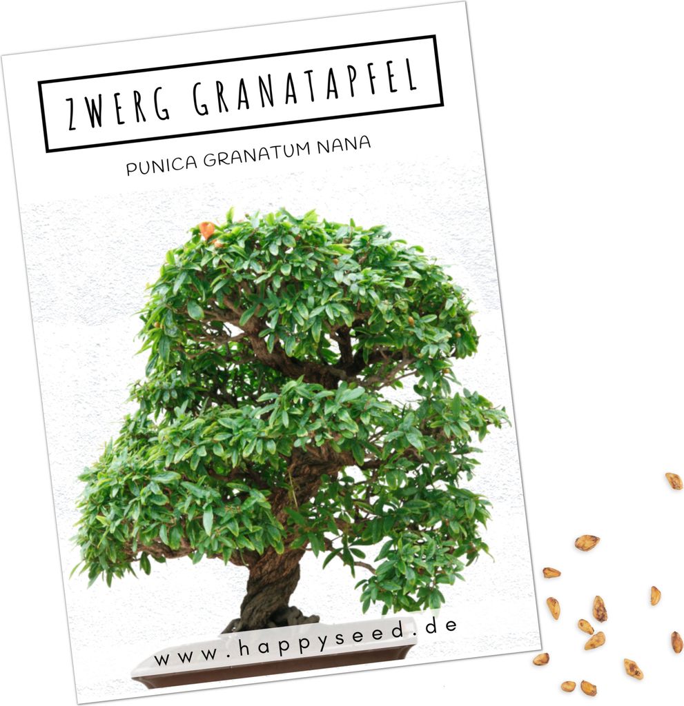 Exotische Bonsai Samen mit hoher Keimrate - Pflanzen Samen Produktbild 