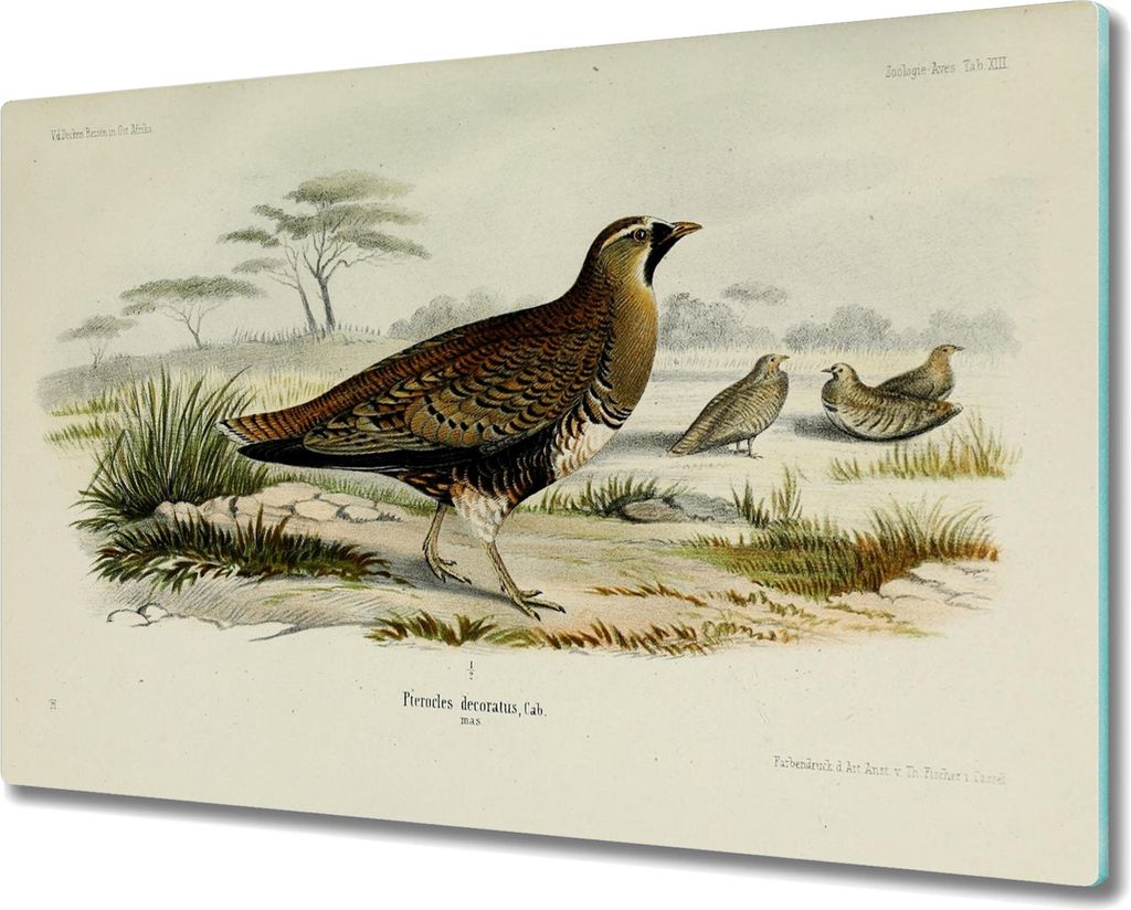 Coloray Kochplattenabdeckung Herdabdeckplatte 80x52 cm Hackbrett Schneidebrett Küchenbrett - Vögel Tierwelt