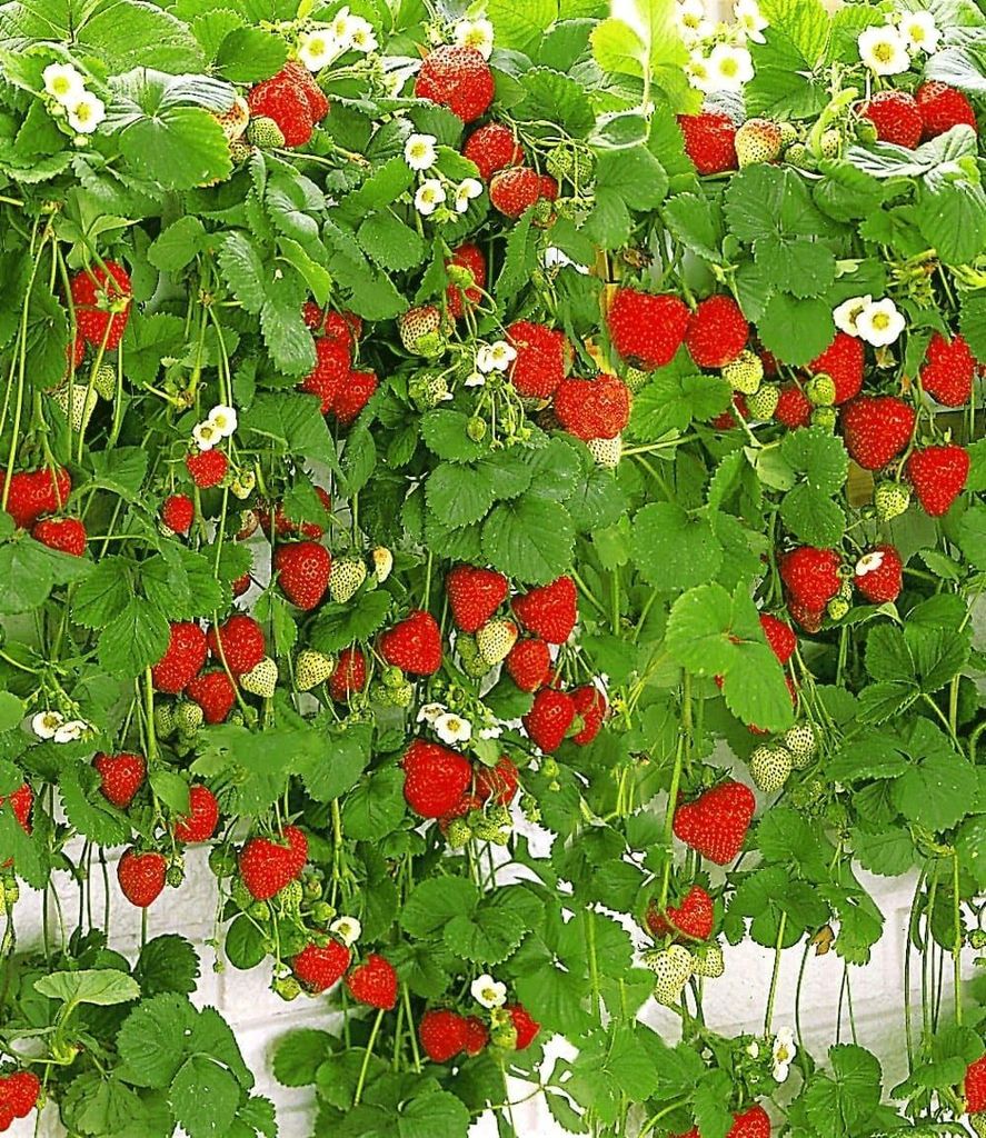 BALDUR Garten 9x Hänge-Erdbeere Hummi®, Pflanzen im 7x7 Produktbild 