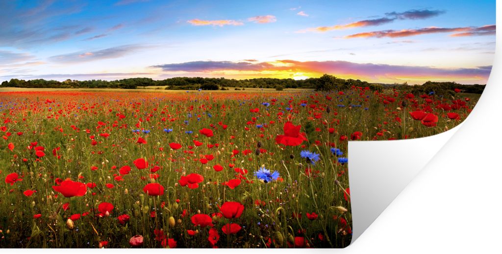 MuchoWow Wandtattoo Wandsticker Wandaufkleber Blumen - Sonnenuntergang - Farben 40x20 cm Selbstklebend und Repositionierbar - Aufkleber