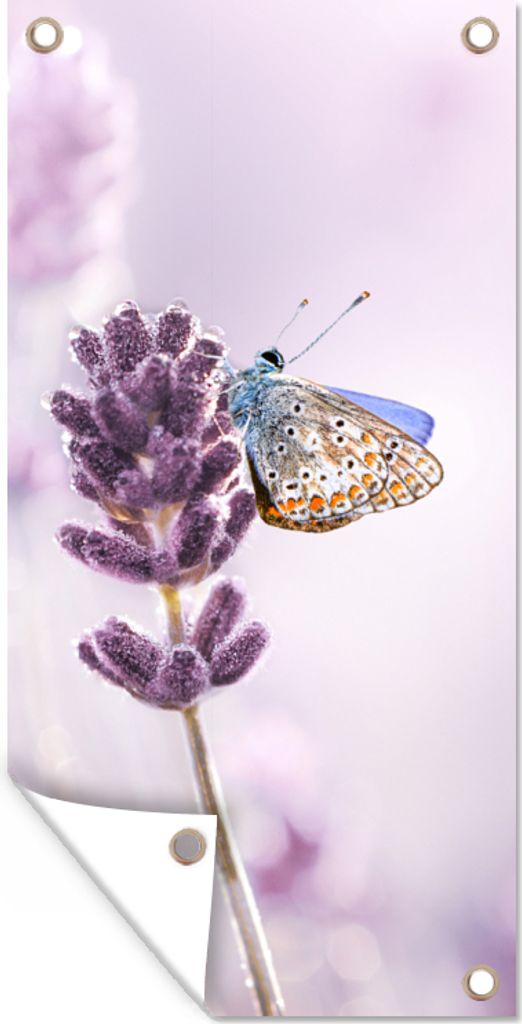 MuchoWow 30x60 cm Outdoor-Poster Gartendeko Sichtschutz Garten Poster für den Garten Lavendel - Schmetterling - Nahaufnahme - Lila