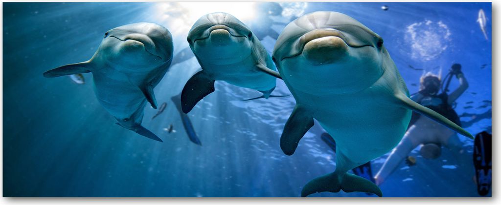 Tulup Leinwandbild - 125x50 cm - Wandkunst - Drucke auf Leinwand - Leinwanddruck - Tiere - Blau - Drei Delphine