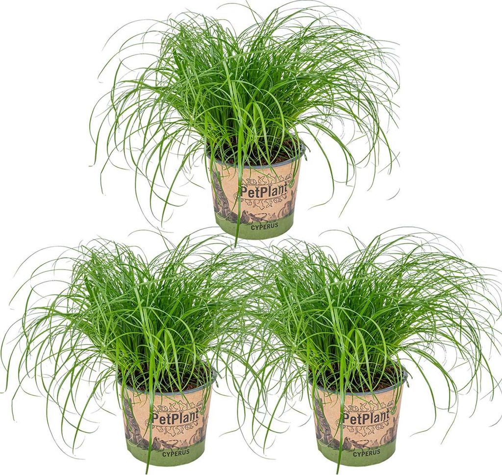 Bloomique - Zestaw 3 szt. - Cyperus Zumula - Trawa dla Zdjęcie produktu 
