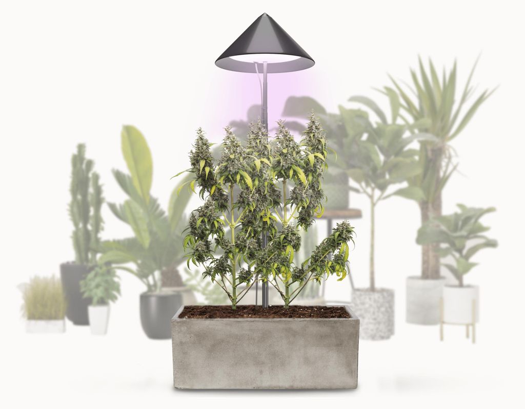 VENSO LED Pflanzenlampe Vollspektrum CANNA SUNLiTE, 30W Produktbild 