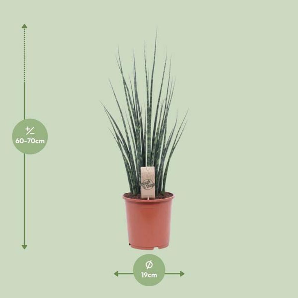 Sansevieria Fernwood Mikado Bogenhanf Zimmerpflanze 80cm Ø19cm pflegeleicht