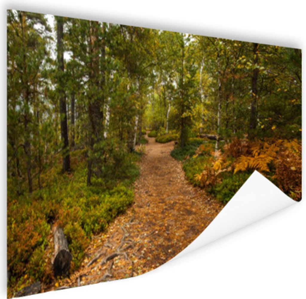 MuchoWow Poster Wald - Weg - Herbst - Laub 60x40 cm - Schlafzimmerdekoration