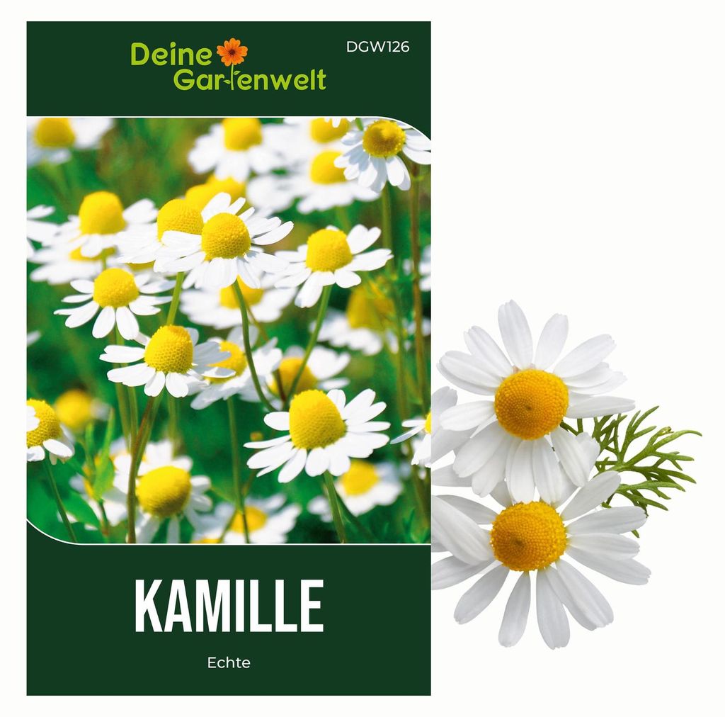 Kamille Echte Samen - Matricaria recutita - Kamillesamen - Produktbild 