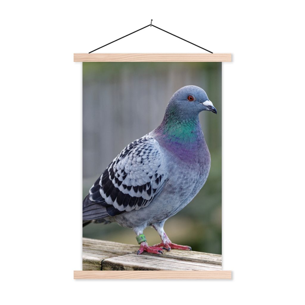 MuchoWow Textilposter Taube - Vogel - Lila - Federn 60x90 cm mit holzfarbenen Rahmen - Textil