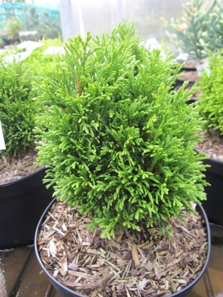 Abendländischer Lebensbaum - Thuja occidentalis Kraznal 15-20