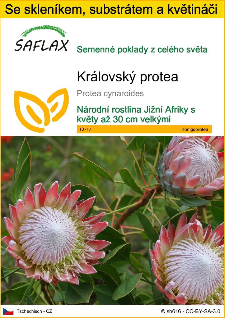 SAFLAX Kultivační sada - královský protea - Protea Obrázek produktu 