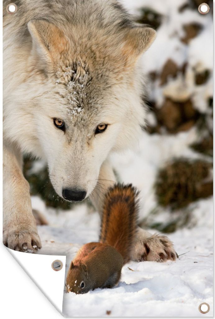 MuchoWow 40x60 cm Outdoor-Poster Gartendeko Sichtschutz Garten Poster für den Garten Eichhörnchen - Wolf - Schnee - Winter