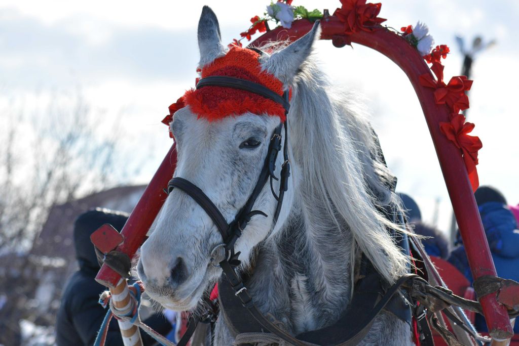 hansepuzzle 16219 - Geschmücktes Pferd Puzzle, 2000 Teile, Tierwelt, 90,0 x 60,0cm mit hochwertiger Aufbewahrung, Kartonbox & Beutel