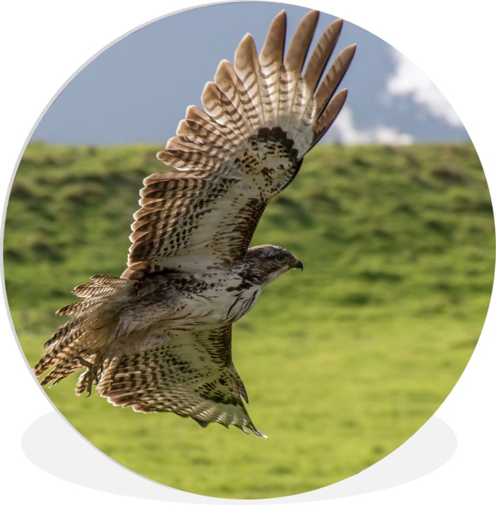 MuchoWow Rundes Wandbild - Runde Bilder Ein Bussard mit ausgebreiteten Flügeln Ø 90 cm Kreis Wanddekoration Kunststoff - Wandkreis - Wandschmuc...