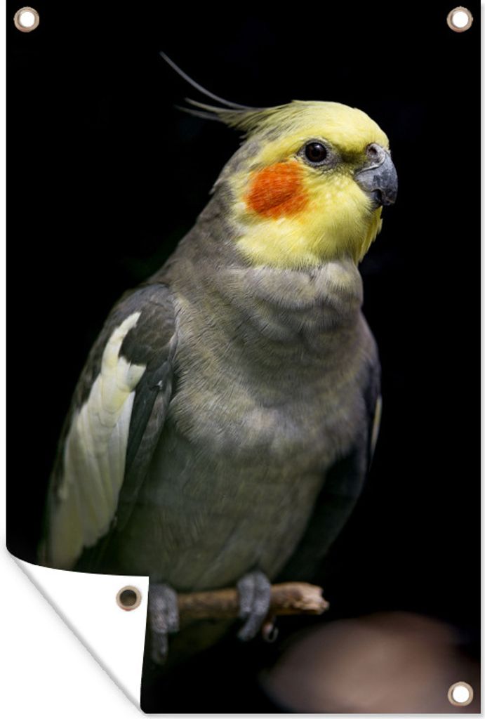 MuchoWow 80x120 cm Outdoor-Poster Gartendeko Sichtschutz Garten Poster für den Garten Porträt eines Nymphensittichs auf schwarzem Hintergrund