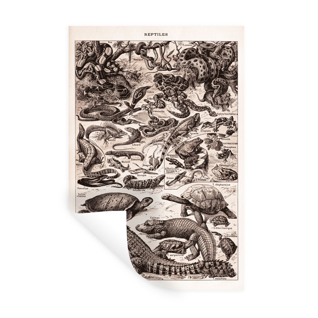 MuchoWow Wandtattoo Wandsticker Wandaufkleber Reptilien - Tiere - Schwarz - Weiß 20x30 cm Selbstklebend und Repositionierbar - Sticker - Dekorfolie