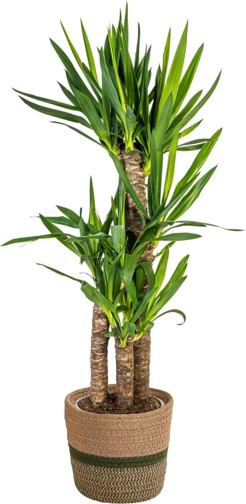 Yucca Elephantipes plante facile sans entretien - Tronc robuste avec panier