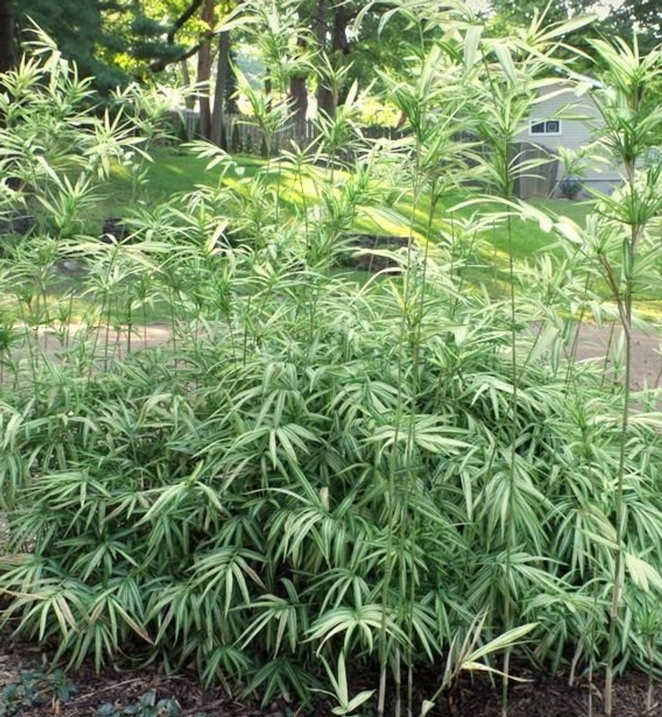 A dense clump of green and white striped bamboo plants in a garden setting.