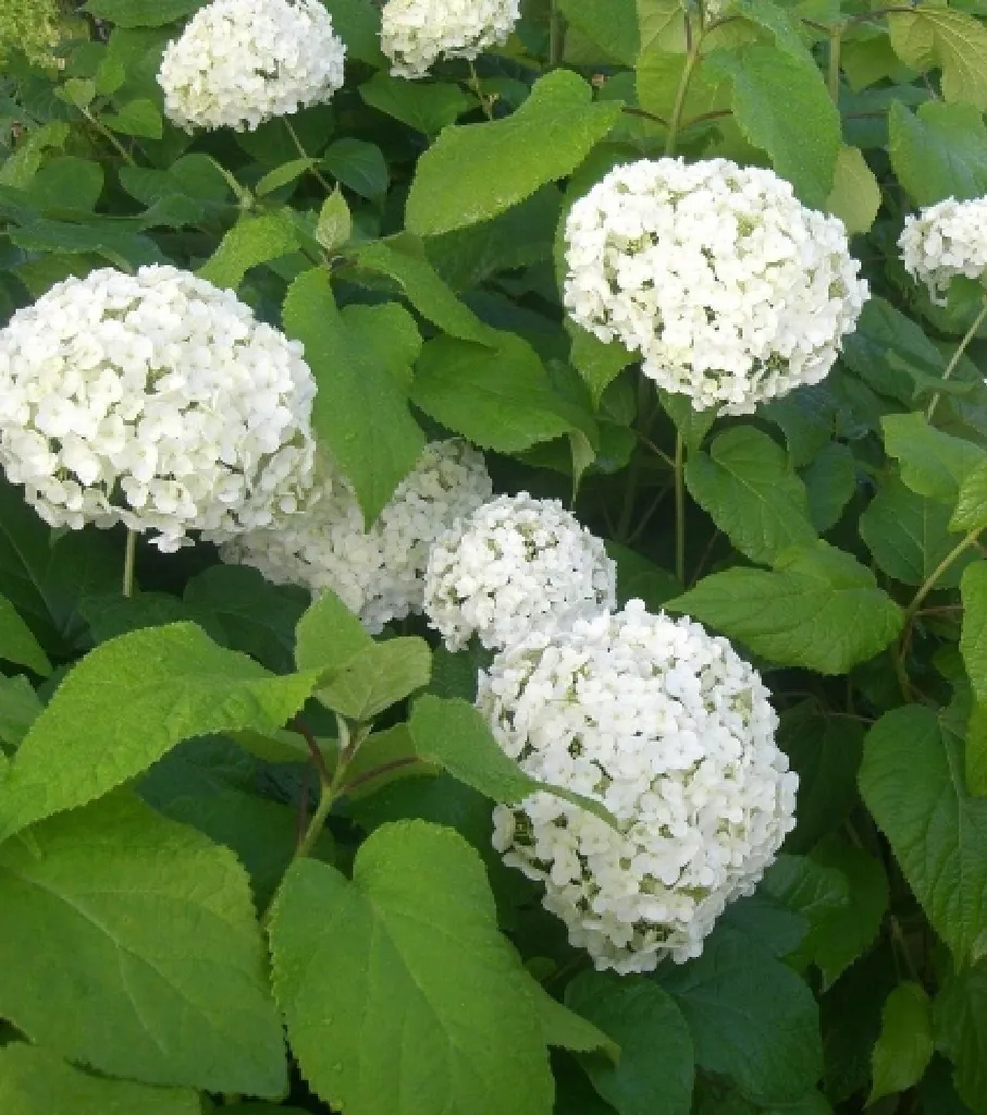 Hortensia Arbustif Annabelle 80/100 cm - Arbuste de Haie Fleurie Blanc