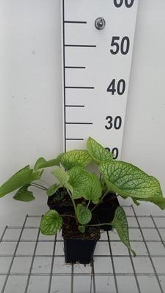 6 x Brunnera macr. 'Alexander's Great' - Kaukasisches Vergissmeinnicht - Topf 9 x 9 cm