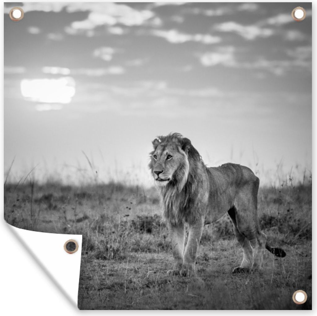 MuchoWow 50x50 cm Outdoor-Poster Gartendeko Sichtschutz Garten Poster für den Garten Löwe - Sonnenuntergang - Jagd