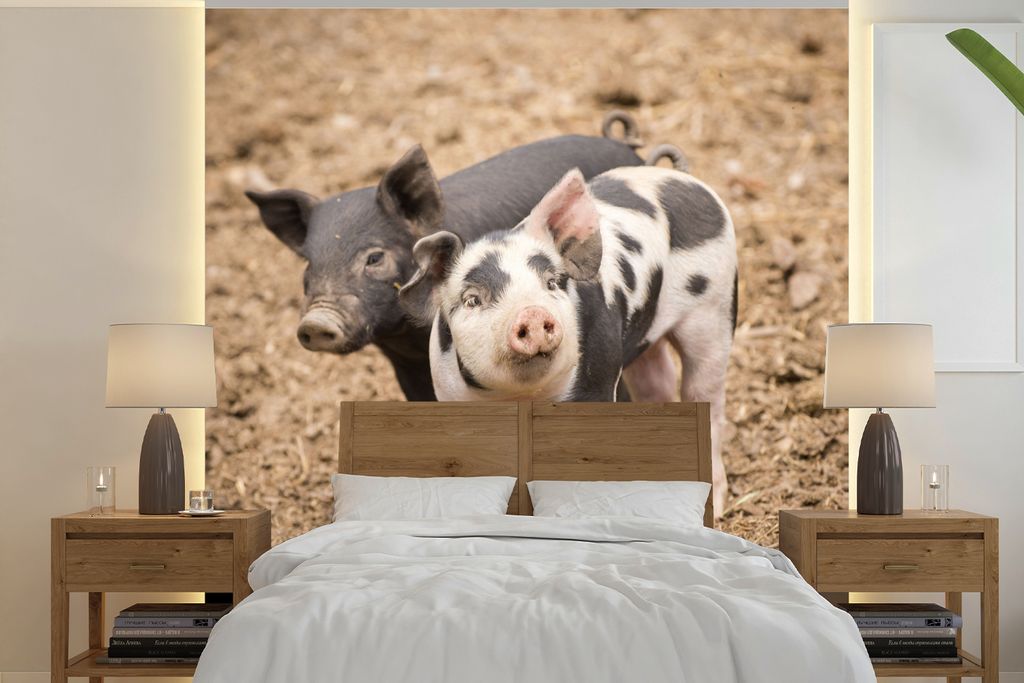 MuchoWow Fototapete für Wohnzimmer oder Schlafzimmer Wandtapete Vinyl Motivtapete Tiere - Schwein - Bauernhof - 240x240 cm - Schlafzimmer-Tapete