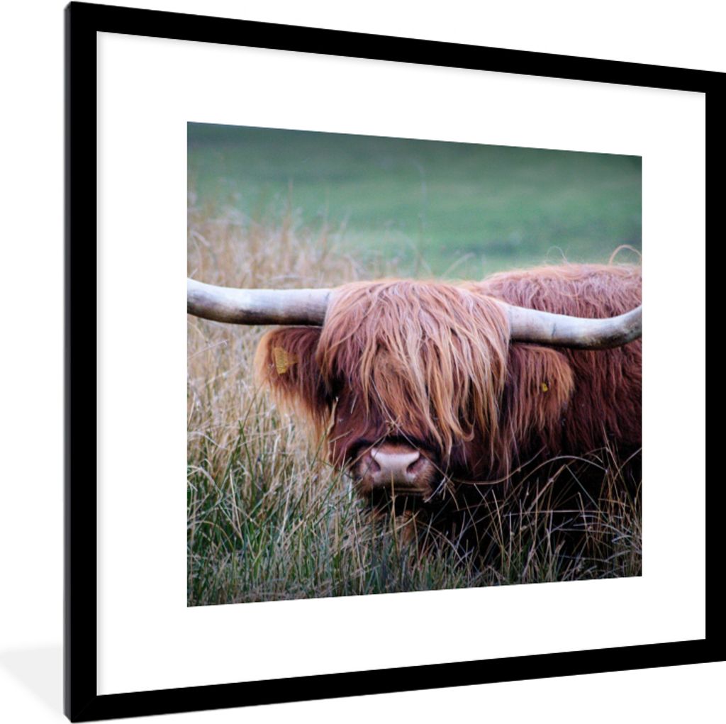 MuchoWow Gerahmtes Poster Schottischer Highlander - Hörner - Gras 40x40 cm - Poster mit Schwarzem Bilderrahmen Wandposter Rahmen Foto Bilder - P...