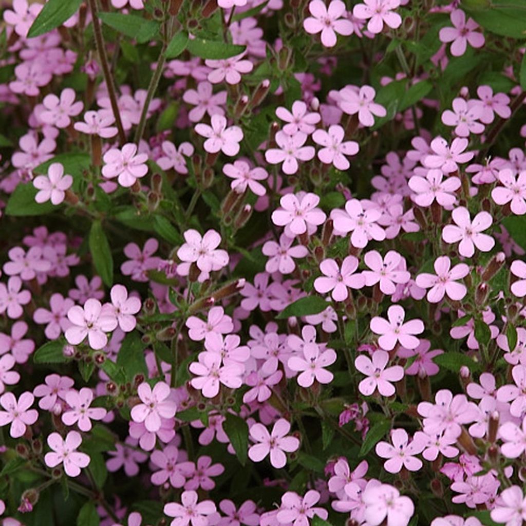 6 x cuscini di saponaria - Saponaria ocymoides | vaso 9cm x Immagine del prodotto 
