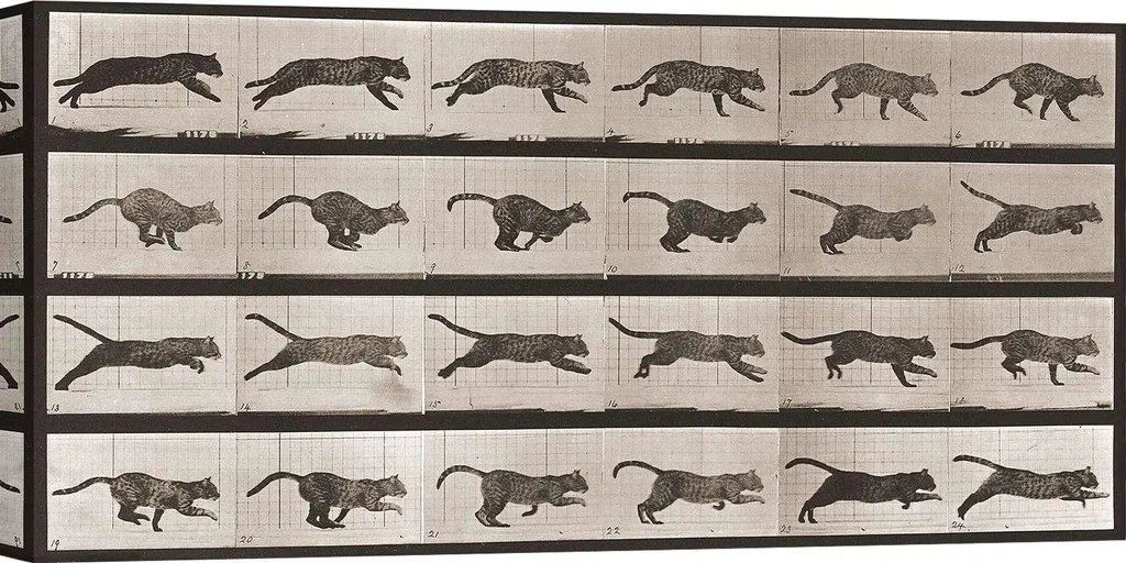 Riproduzione Muybridge Animal Locomotion - Tela Gatto Galoppo 70x35 cm