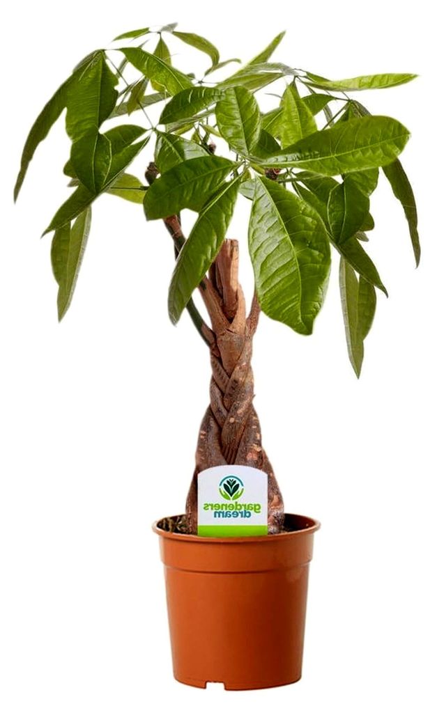 Glückskastanie Pachira Aquatica - 1 Pflanze - Für Haus und Büro - Zimmerpflanze im 12 cm Topf