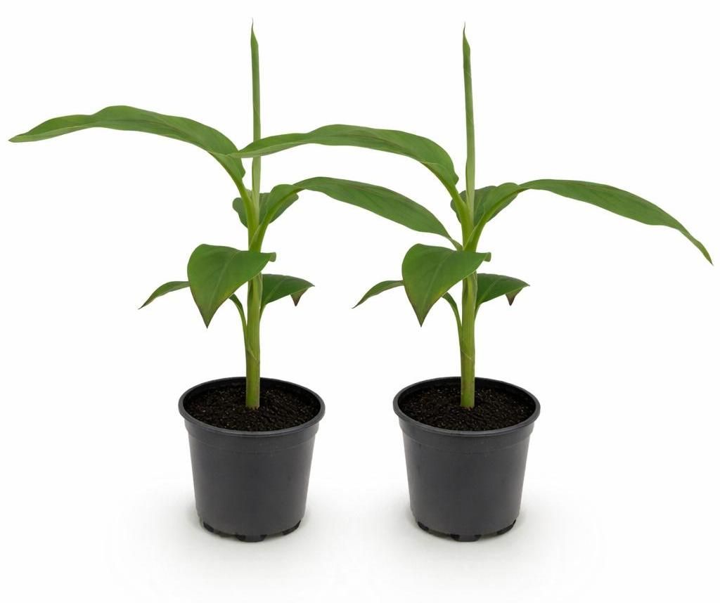 Musa basjoo - winterharte Banane - 12cm Topf - ca. 30cm - 2er Set
