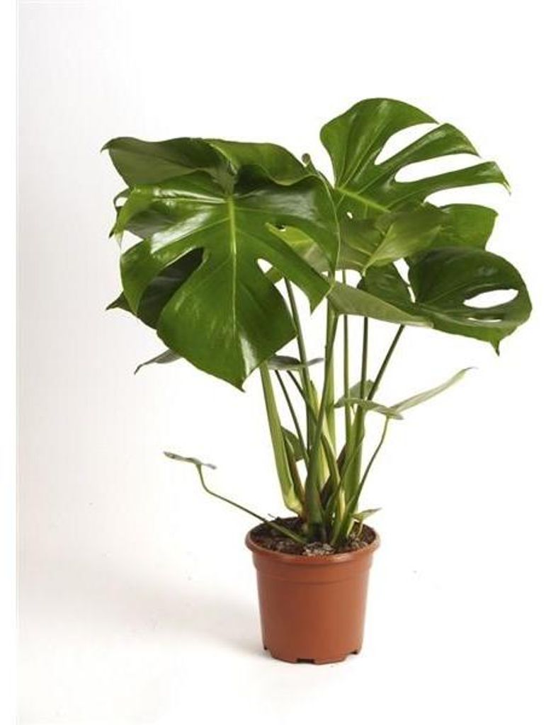 Monstera delicosa 60-70 cm Pyszna roślina doniczkowa o Zdjęcie produktu 
