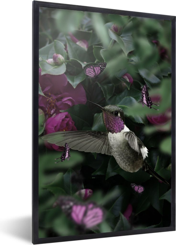MuchoWow Gerahmtes Poster Kolibri - Lila - Rosen 40x60 cm - Poster mit Schwarzem Bilderrahmen Wandposter Rahmen Foto Bilder - Papierdruck - Wandb...
