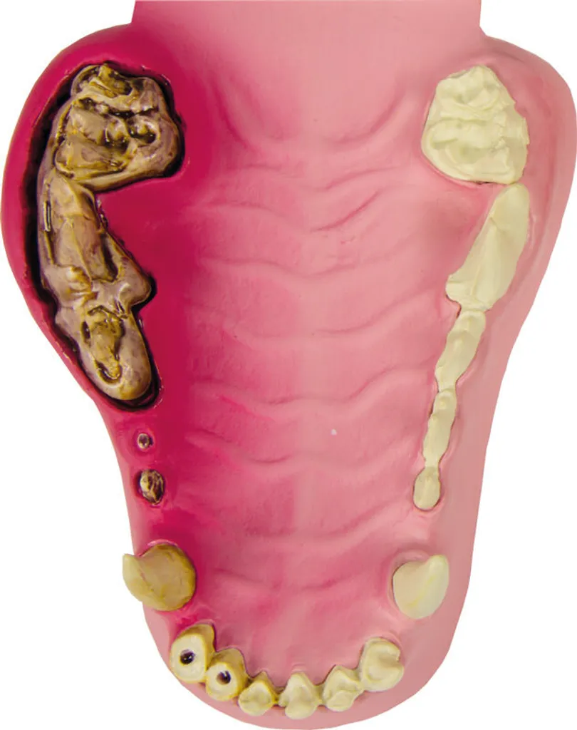 Modèle de dentition canine pour formation et démonstration de soins pro - 4