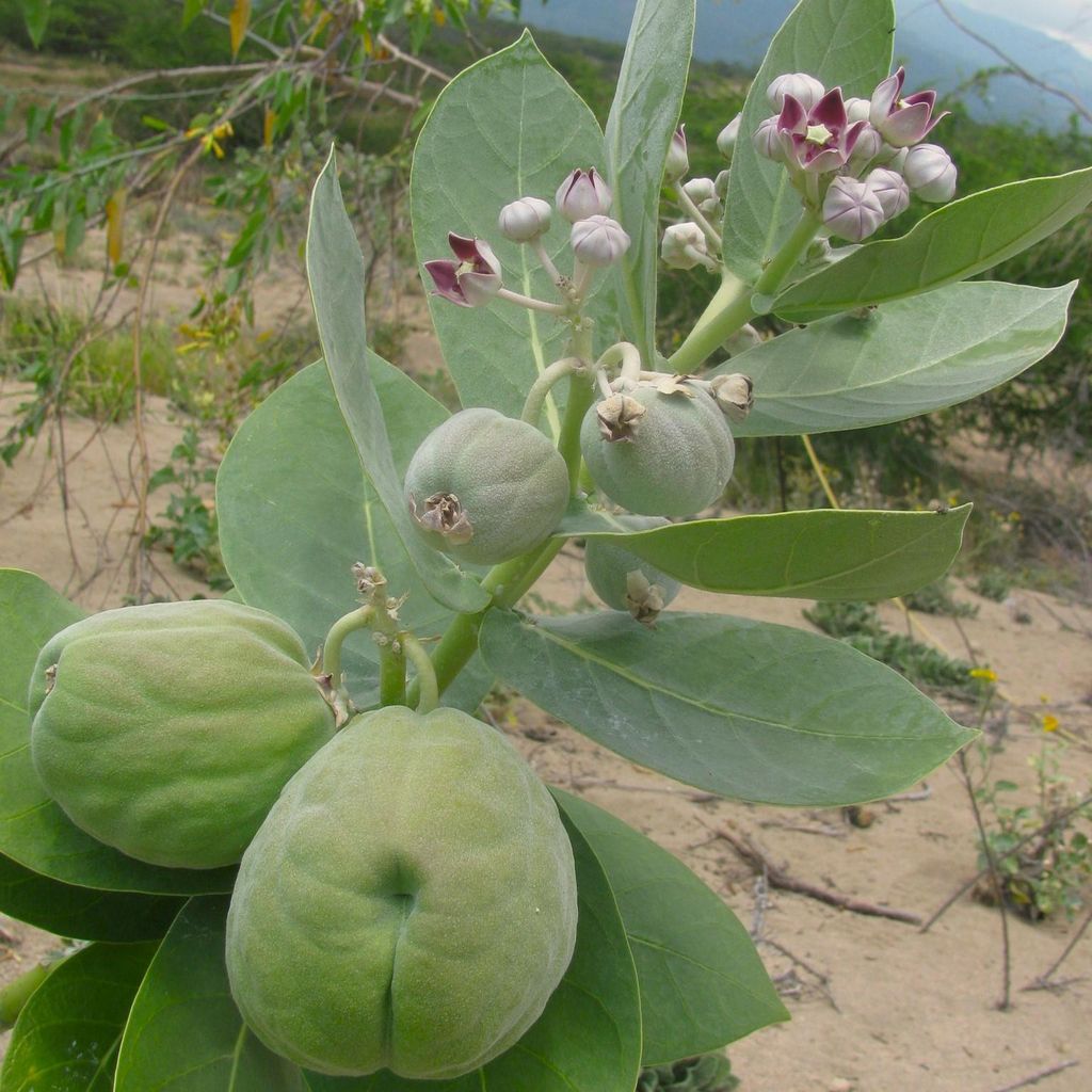 Pomme de Sodome (Calotropis procera)  - 5 graines Image du produit 