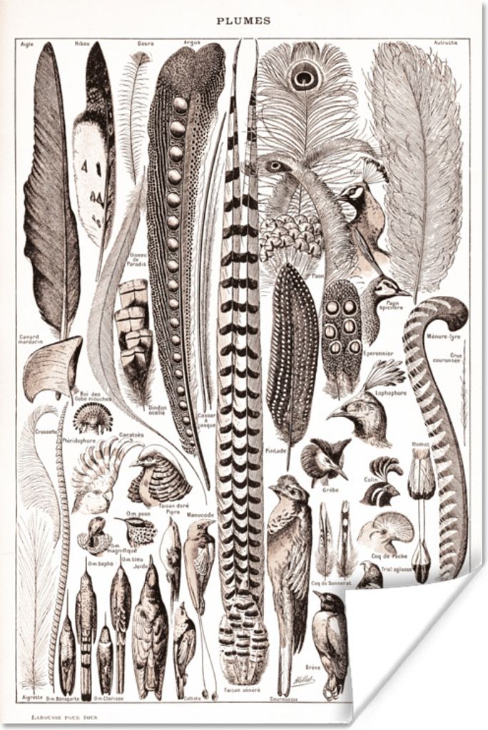 MuchoWow Poster Tiere - Federn - Schwarz - Weiß 80x120 cm - Papierdruck