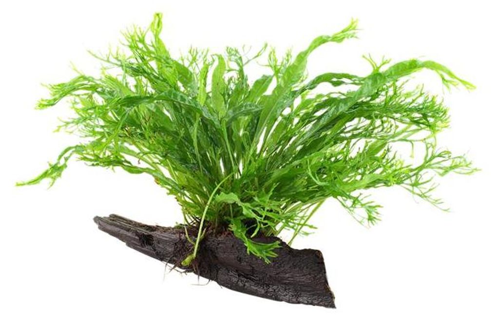Aquarium Pflanze Microsorum pteropus 'Windeløv' auf Wurzel Produktbild 