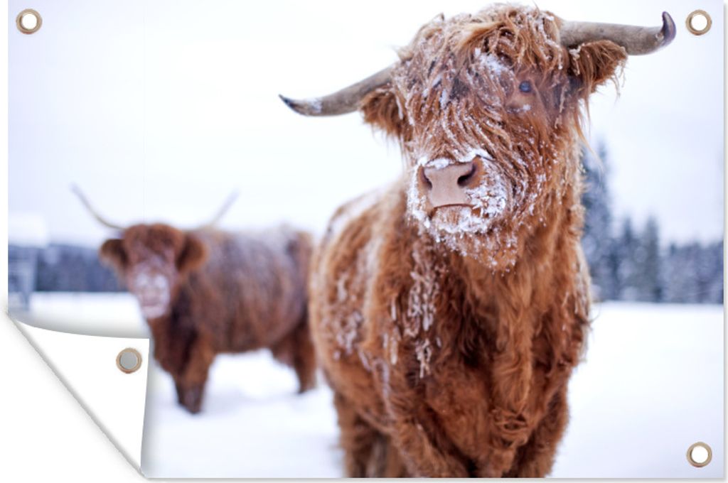 MuchoWow 60x40 cm Outdoor-Poster Gartendeko Sichtschutz Garten Poster für den Garten Schottischer Highlander - Schnee - Schneeflocke - Fell