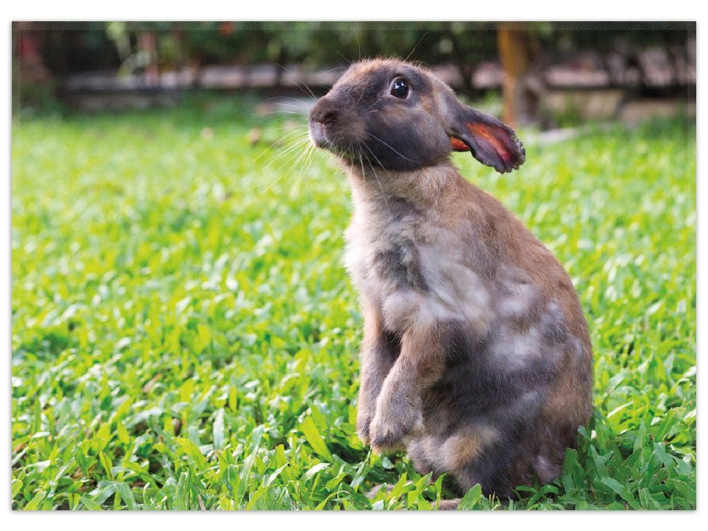 Wallario Premium Teppich, Größe 50 x 70 cm, Kaninchen im Garten mit süßem Blick