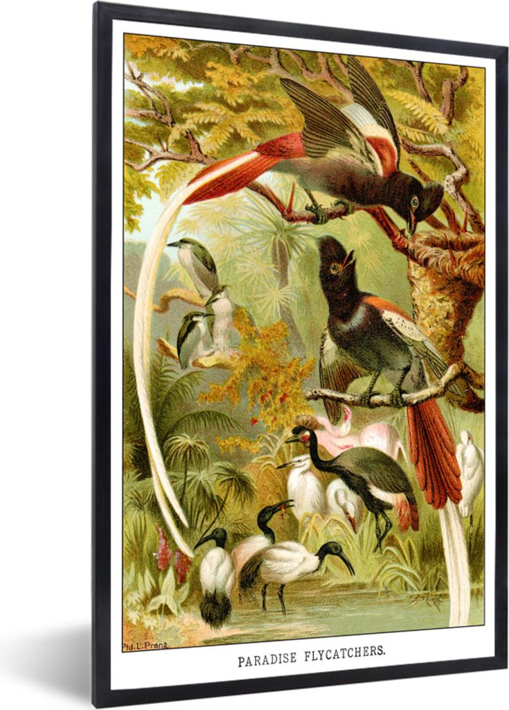 MuchoWow MuchoWow Gerahmtes Poster Antiker Vogeldruck Fliegenschnäpper 20x30 cm - Poster mit zchwarzem Bilderrahmen - Drucken - Bilder Poster ...