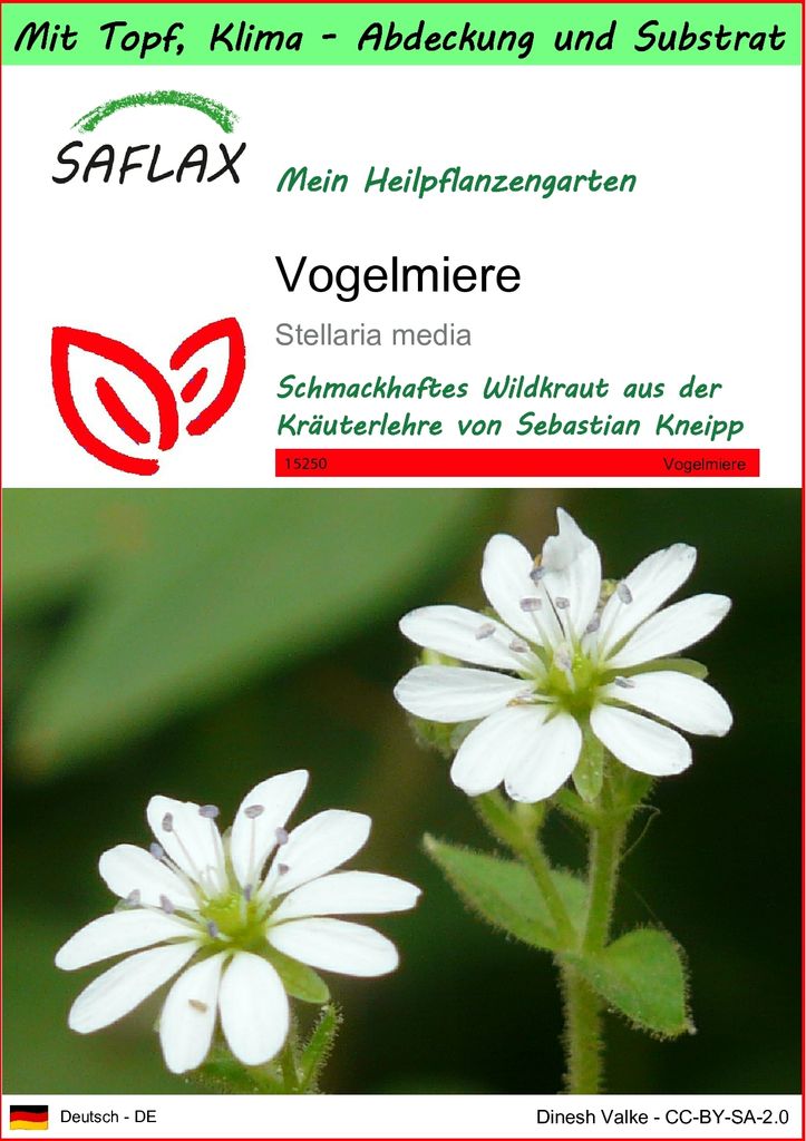 SAFLAX Garden to go - Vogelmiere - Stellaria media - 1000 Produktbild 