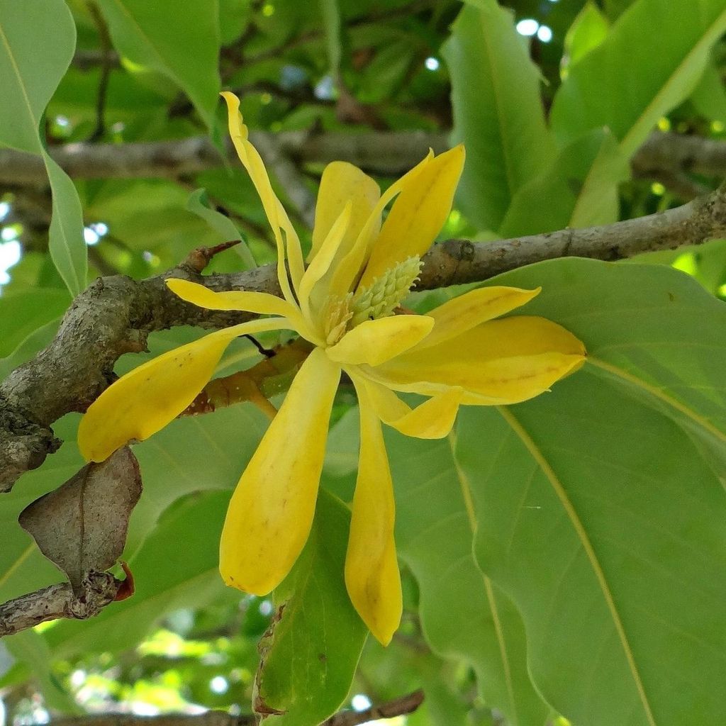 Magnolia champaca (Magnolia champaca) - 5 semi Immagine del prodotto 