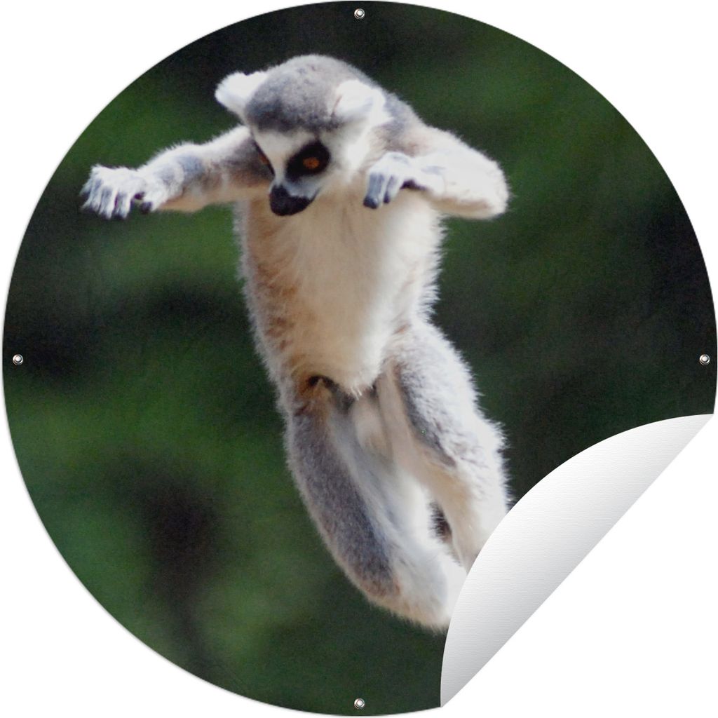 MuchoWow Gartenposter Outdoor-Poster Rund Affe - Ringschwanzlemur - Baum Ø 90 cm Gartendeko Rundes Poster draußen