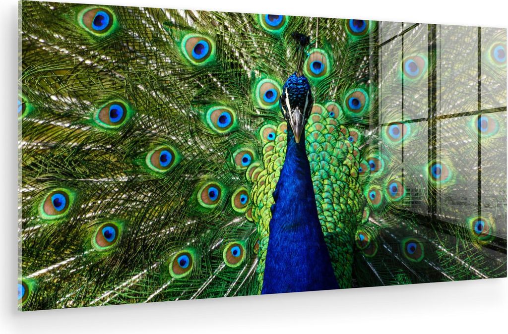 MuchoWow Glasbilder - Bilder auf Wandbild - Foto auf Glas Pfau - Federn - Augen - Blau 40x20 cm Wanddekoration aus Glas - Acrylglasbild - Acrylbild...